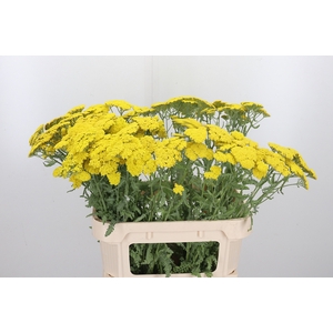 Achillea Moonshine