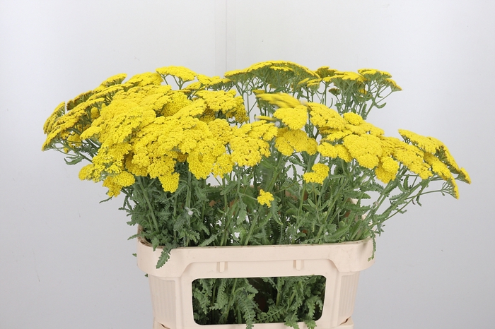 <h4>Achillea Moonshine</h4>