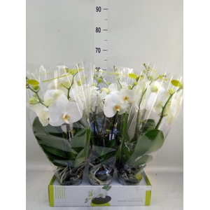 Phalaenopsis   ...white