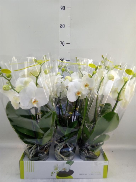 <h4>Phalaenopsis   ...white</h4>