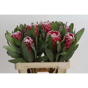 Protea Empress