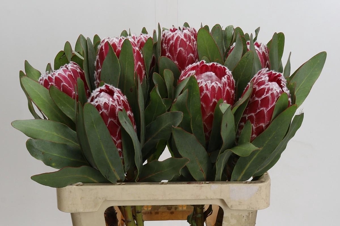 <h4>Protea Empress</h4>