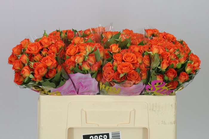 <h4>Rosa Tr Babe</h4>