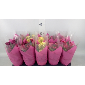 Celosia arg. CR 'Hot Topic'   ..mix