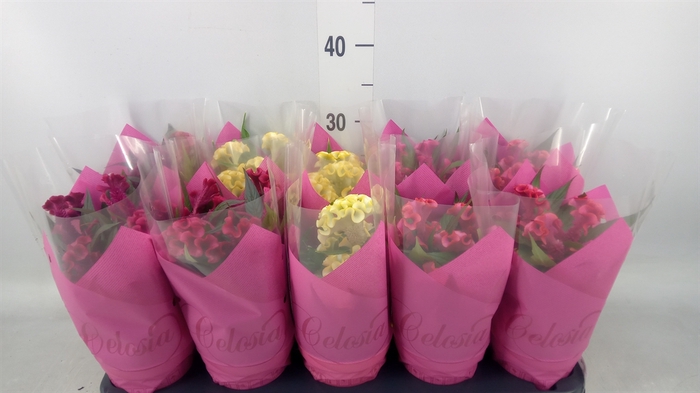 <h4>Celosia arg. CR 'Hot Topic'   ..mix</h4>