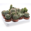 Cactus gemengd gemengd in tray P6,5 mix, CA6001