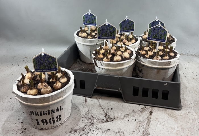 <h4>ARR MUSCARI</h4>