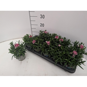 DIAN OSC BURGUND WHI