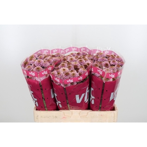 Chr San Aaa Doria Pi