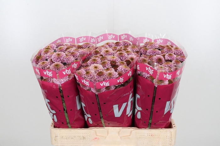 <h4>Chr San Aaa Doria Pi</h4>