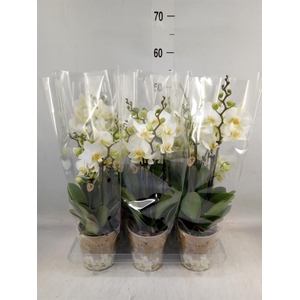 Phalaenopsis multi. 'Ant Lausanne'