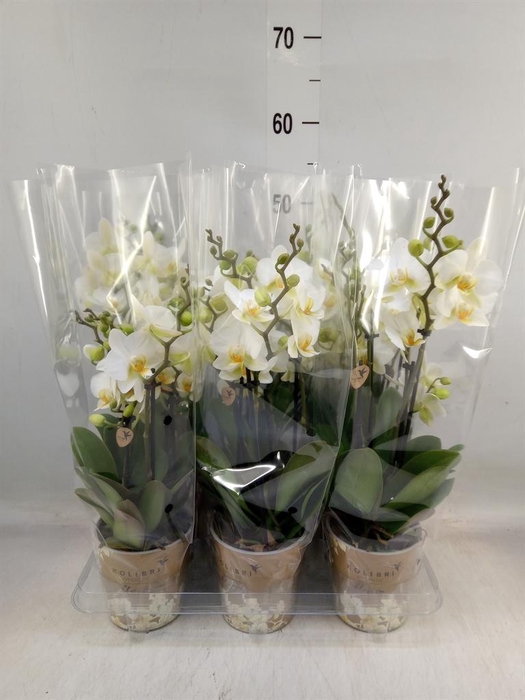 <h4>Phalaenopsis multi. 'Ant Lausanne'</h4>