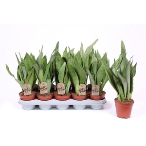 Sansevieria Moonshine