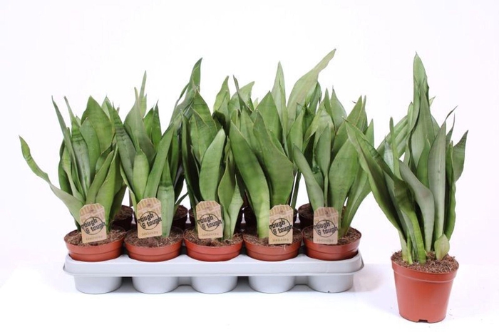 <h4>Sansevieria Moonshine</h4>