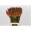 Kniphofia Alcazar