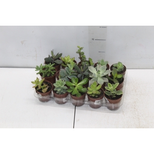 SUCULENTAS P06