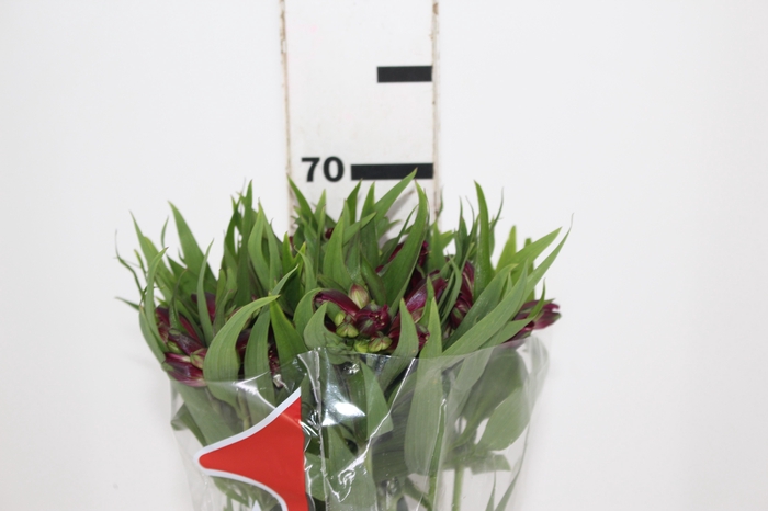 <h4>ALSTROEMERIA POMPEII 070 CM</h4>