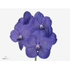 VANDA SU LAVE SPRINK