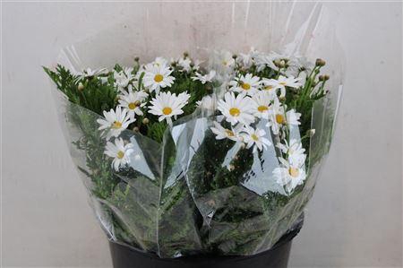 <h4>MARGRIET WIT</h4>