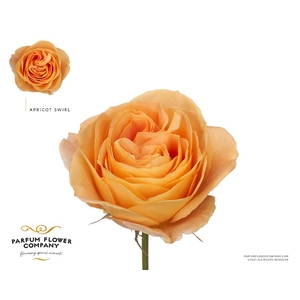 R Gr Parfum Apricot Swirl