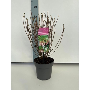 Enkianthus campanulatus