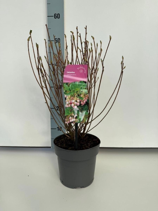 <h4>Enkianthus campanulatus</h4>