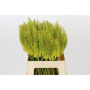 Kniphofia Sunningdale Yellow