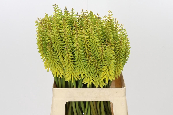 Kniphofia Sunningdale Yellow