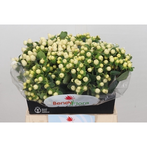 Hypericum Magical Snowprince