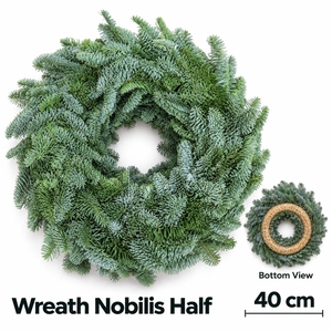 ABIES NOBILIS BLAUW