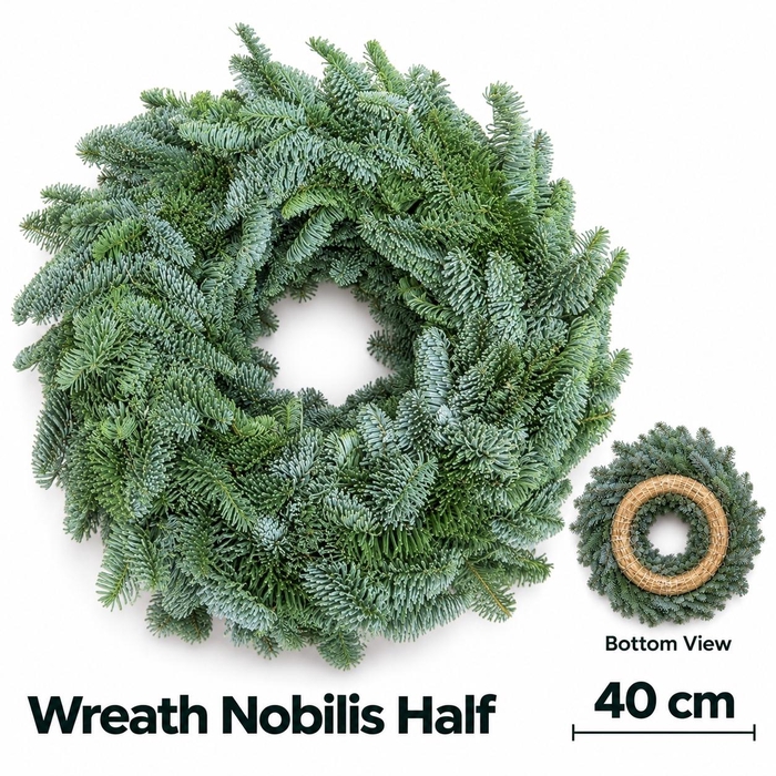 Abies Nobilis Blauw
