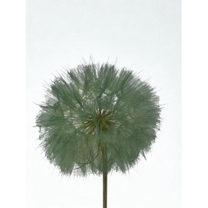 Dandelion Jade d12x28h