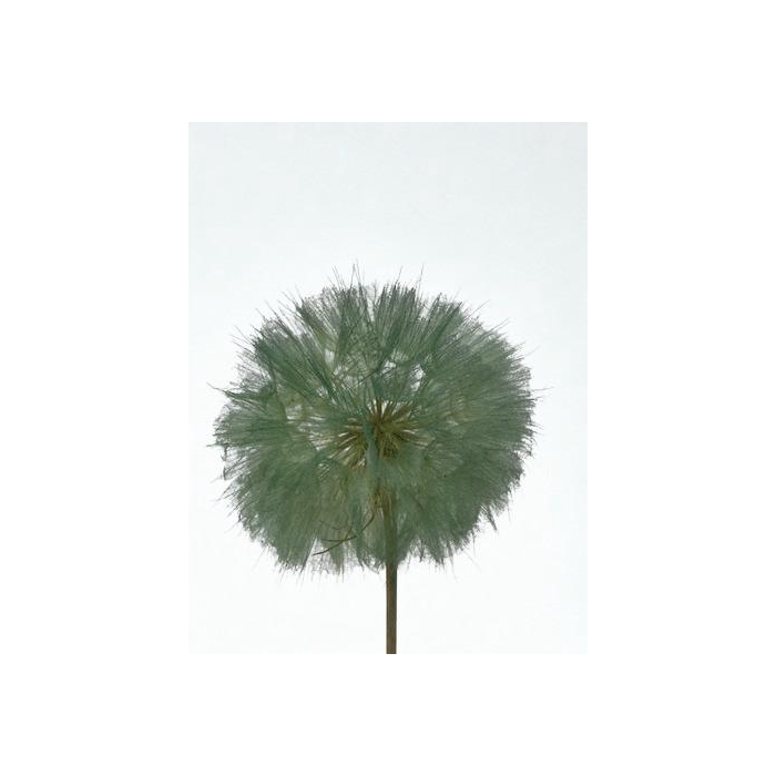 <h4>Dandelion Jade d12x28h</h4>