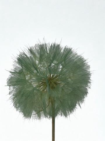 <h4>Dandelion Jade d12x28h</h4>