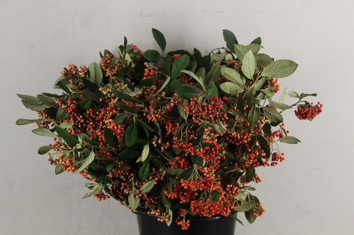 <h4>COTONEAST SP BS</h4>