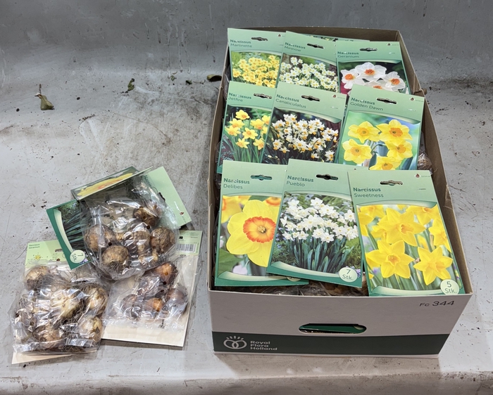 <h4>BLOEMBOL NARCIS</h4>
