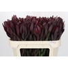 Leucadendron Saf Sunset Dark R.