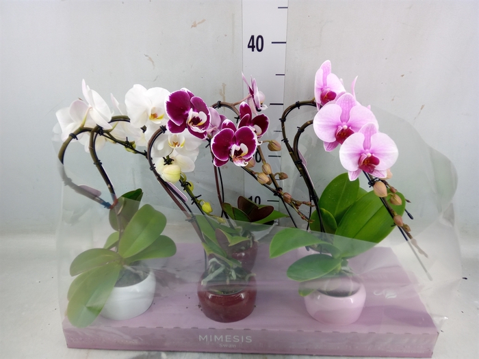 <h4>Phalaenopsis   ...</h4>