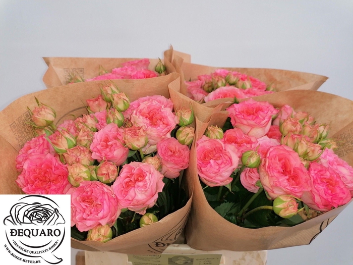 <h4>R TR GRANDMAS MARY</h4>