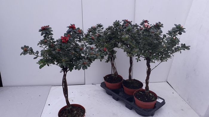 <h4>RHODO SI OV</h4>