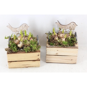 arr4 Muscari JS - Hout 4kant oor kl. x8