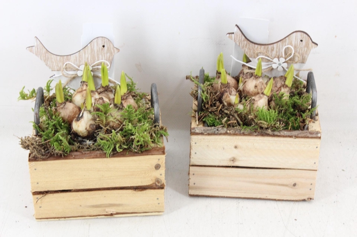 <h4>arr4 Muscari JS - Hout 4kant oor kl. x8</h4>