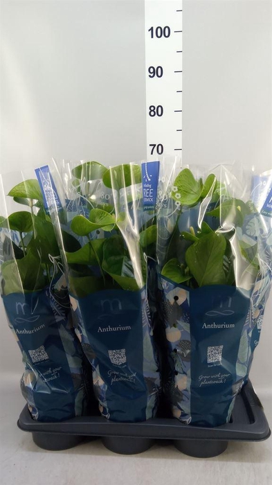 <h4>Anthurium andr. 'Smaragd'</h4>
