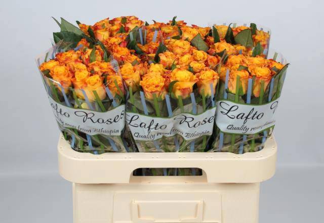 <h4>R GR MARIE-CLAIRE!</h4>