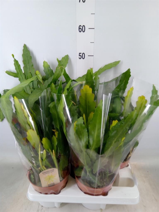 <h4>Epiphyllum   ...</h4>