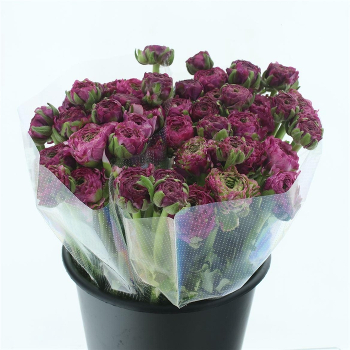 <h4>Ran Ponpon Malva Lila Extra</h4>