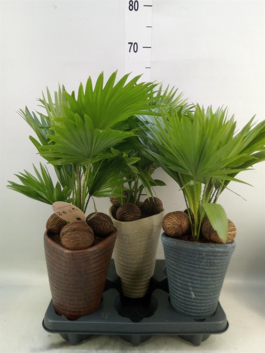 <h4>Livistona rotundifolia</h4>