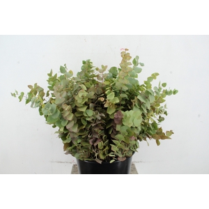 EUC STUARTIANA AUTUMN 200GR