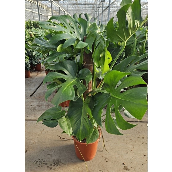 <h4>Monstera deliciosa 'kratistestok'</h4>