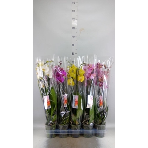 Phalaenopsis   ...mix  8
